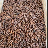 هسته خرما درجه یک خوراکی و دام