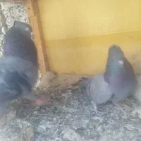 کبوتر بوشهری