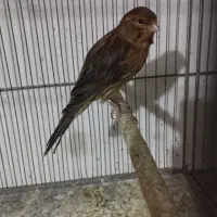 فروش ۳ تا قناری