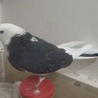 کبوتر گرفتنی