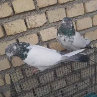 چند جفت کبوتر کله دم سبز