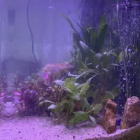 اکواریوم پلنت زیبا|ماهی|تهران, دستغیب|دیوار