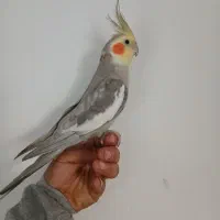 عروس هلندی نر ۱ سال سه ماه|پرنده|ری, شهید بهشتی|دیوار