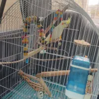 عروس هلندی|پرنده|فردوسیه, |دیوار