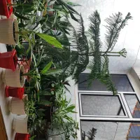 فروش گل های طبیعی و زیبا