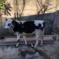 گوساله|حیوانات مزرعه|بندر انزلی, پیل علی باغ|دیوار