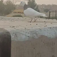 کبوتر طوقی و سخریج