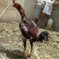 خروس لاری اوشامو