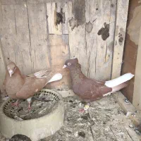 کبوتر|پرنده|کارون, |دیوار