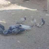 کبوتر پلاکی