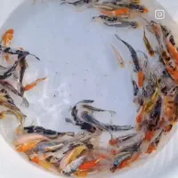 ماهی کوی نژاد چرم سوپر باله