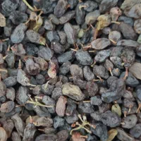 کشمش آفتابی وکشمش پلویی بوانات،باغدار|خوردنی و آشامیدنی|شیراز, رکنآباد|دیوار