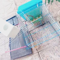 قفس پرنده