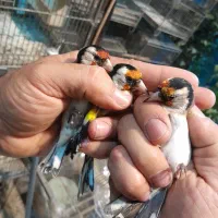 سهره|پرنده|ملارد, |دیوار