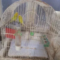 فروش مرغ عشق های زیبا|پرنده|بندر انزلی, کلیور|دیوار