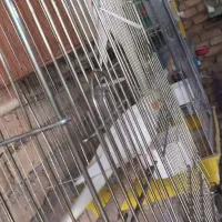 عروس هلندی مولد کار داده