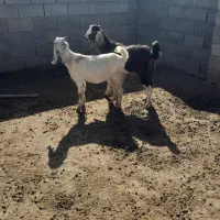 بزغاله ماده|حیوانات مزرعه|گنبد کاووس, |دیوار