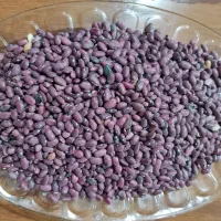 لوبیا قرمز