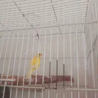 پرنده|پرنده|تربت‌حیدریه, حیدرآباد|دیوار