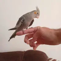 ۲ جوجه عروس هلندی رودهن مهرآباد