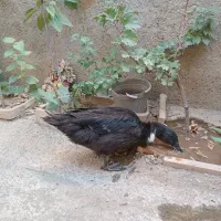 اردک برای فروش