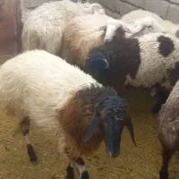 فروش ۱۰۰ راس بره نر