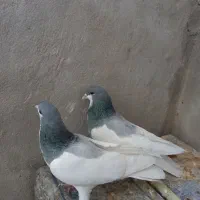 کبوتر شهری کازرون|پرنده|شیراز, فخرآباد (دروازه کازرون)|دیوار