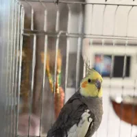 عروس هلندی سینامون|پرنده|ری, سیزده آبان|دیوار