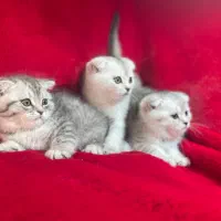 گربه های لاکچری اهواز