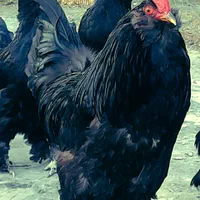 تخم مرغ نطفه دار نژاد مرندی|حیوانات مزرعه|نجف‌آباد, گلدشت|دیوار