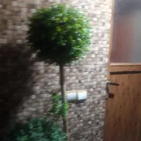 درختچه مصنوعی با گلدان حصیری|گل مصنوعی|آمل, |دیوار