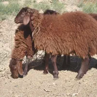 گوسفند و بره نر قزل|حیوانات مزرعه|تبریز, |دیوار