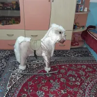 اسب راکر