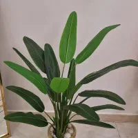 گل پرنده بهشتی