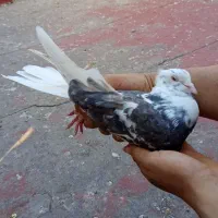 کوی مشعلی|حیوانات|اهواز, اسلام آباد غربی|دیوار