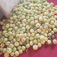 ۱۰۰ کیلو به تازه