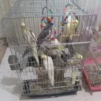 ی تعدادی عروس هلندی فروش یکجا