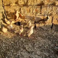 گفتر رنگه سار سرور دم سفید ساده خوشگل