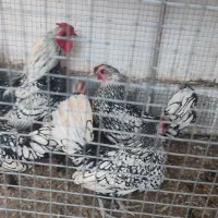 تخم مرغ مینیاتوری  نطفه دار سیبرات