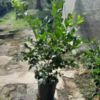 یاس هلندی سطل ۱۰