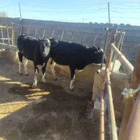 تلیسه گاو آبستن گوساله نر وماده|حیوانات مزرعه|تربت جام, میان جام|دیوار