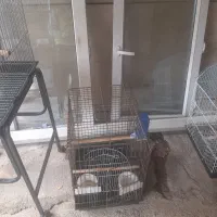 قفس|لوازم جانبی حیوانات|شیراز, پشم شیشه|دیوار