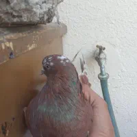 سلام نرسرخ روزجمعه گم شده