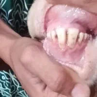 قوچ پلنگی درجه یک|حیوانات مزرعه|بروجرد, |دیوار