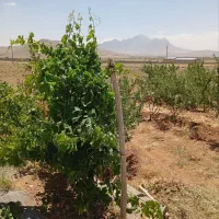 فروش ساز نی انبان حرفه ای درجه یک دسته تیزوبم