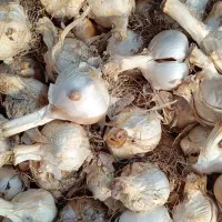 موسیر برا غذا و بذری برا کاشت|خوردنی و آشامیدنی|ساری, |دیوار