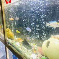 اکواریوم بزرگ