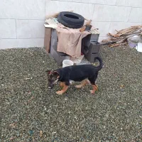 توله ژرمن سه ماهه ماده شناسنامه دار|سگ|کرمانشاه, |دیوار