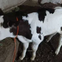 فروش گاوه سالم وشیر ده