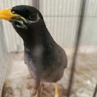 مرغ مینا یک ساله|پرنده|رودهن, |دیوار